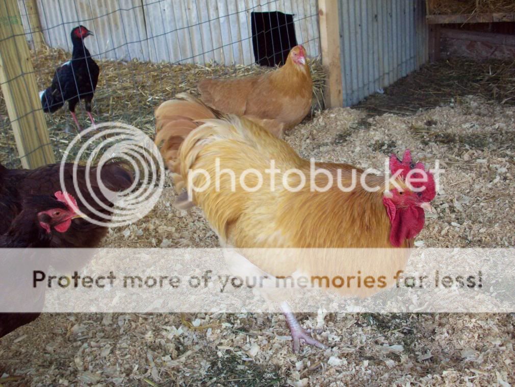 Chickens057.jpg