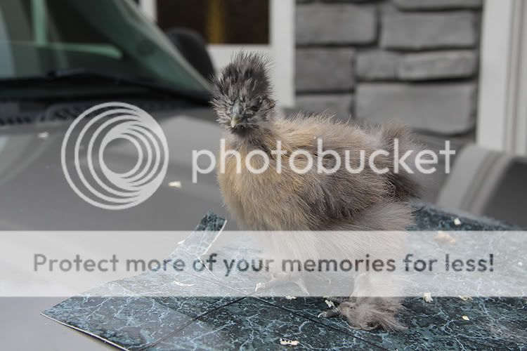 Silkie-Part-1.jpg