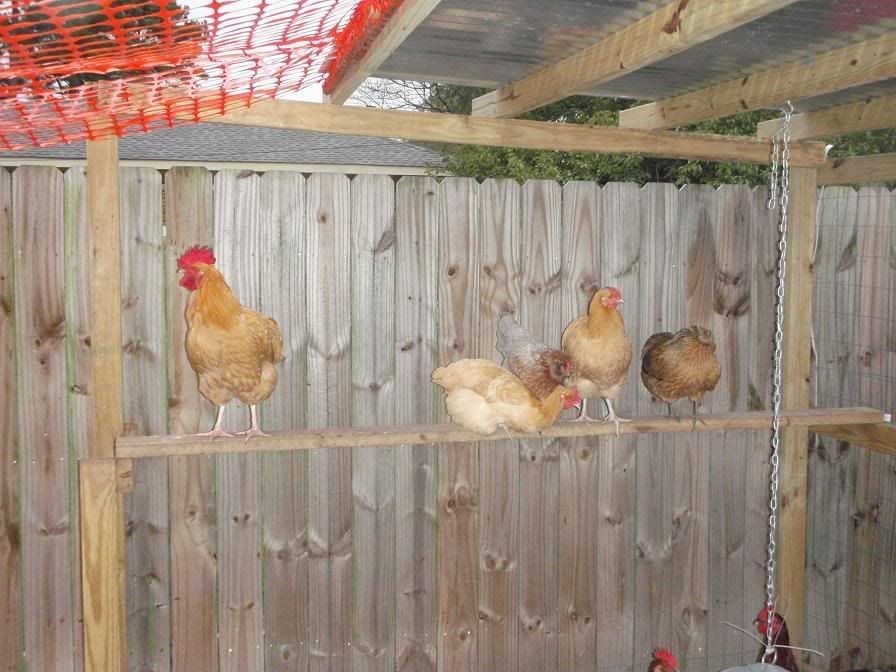 Chickens007.jpg