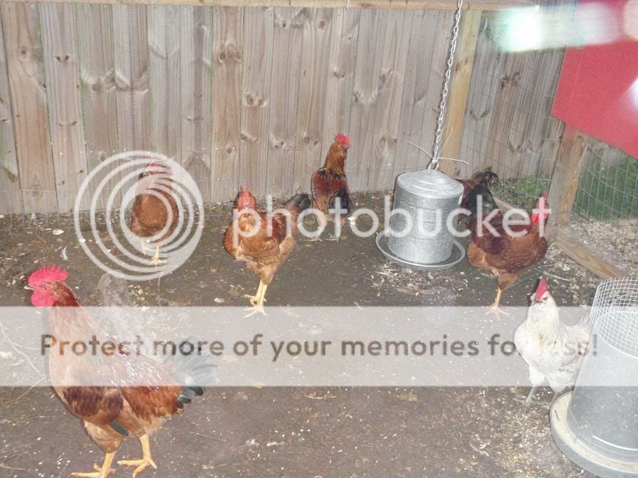 Chickens008.jpg
