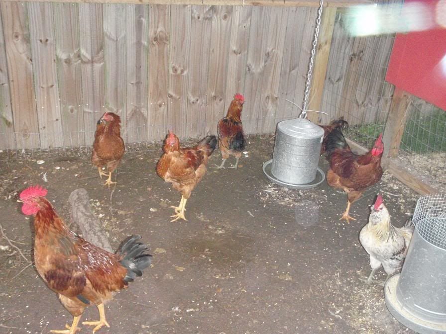 Chickens008.jpg