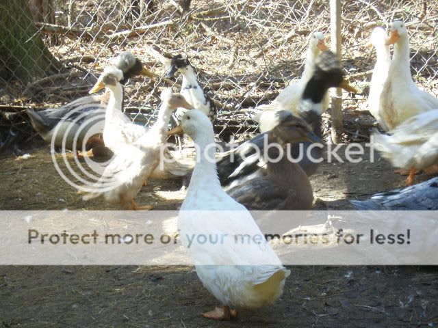 Ducks1.jpg