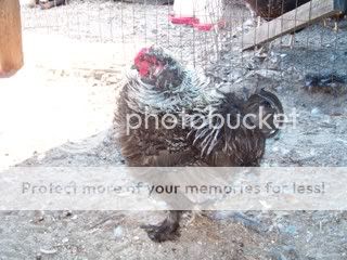 Chickens001-1.jpg