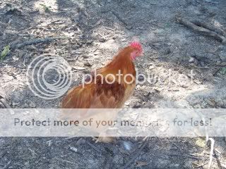 Chickens005.jpg