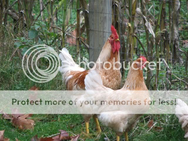 roosters005.jpg