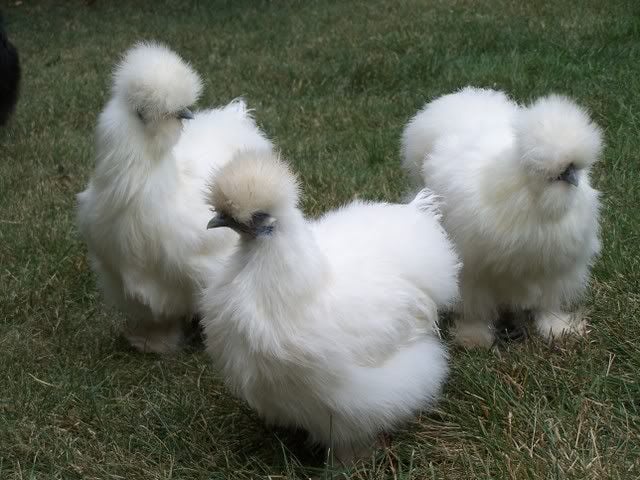 3hens.jpg