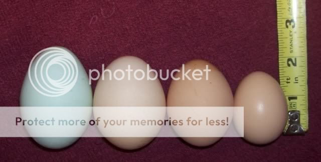 Eggs20080121.jpg