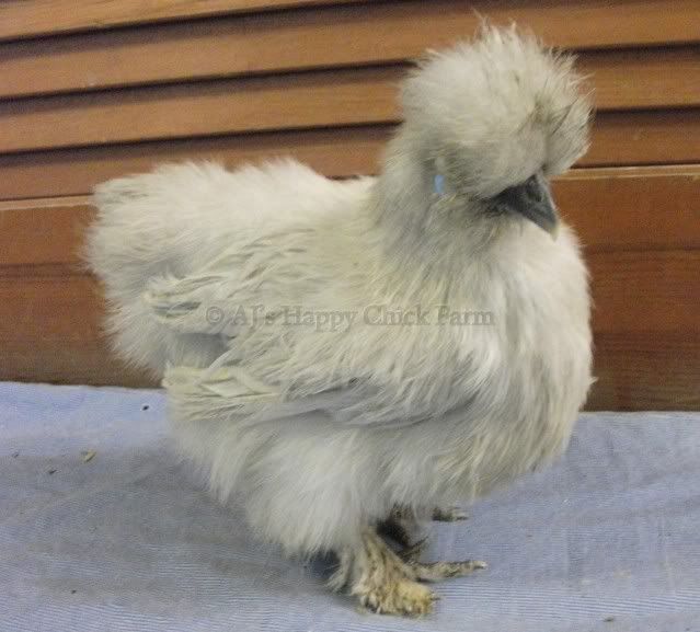 lav-pearl26pullet1.jpg