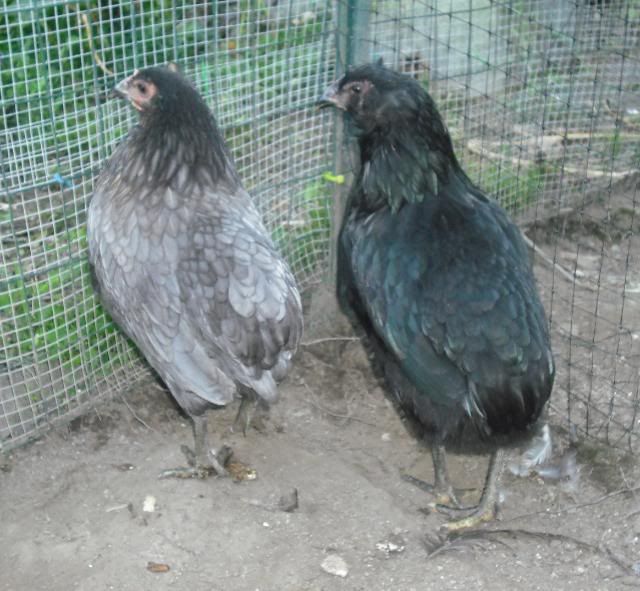 AraucanaBlueandBlackF1hens.jpg