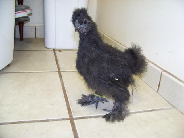 blacksilkie1-1.jpg