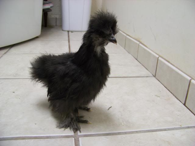 blacksilkie3.jpg