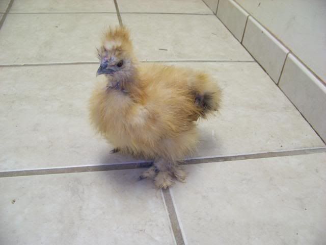 buffsilkie2.jpg