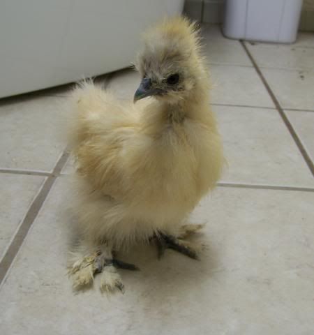 buffsilkie5.jpg