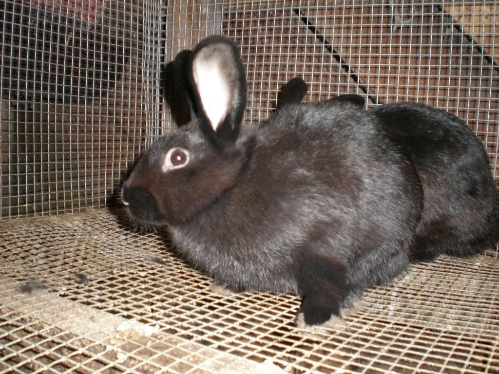 blackbun2.jpg