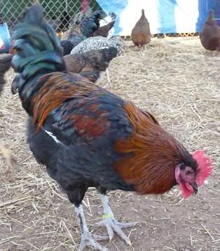 BlackCopperMaransRooster.jpg