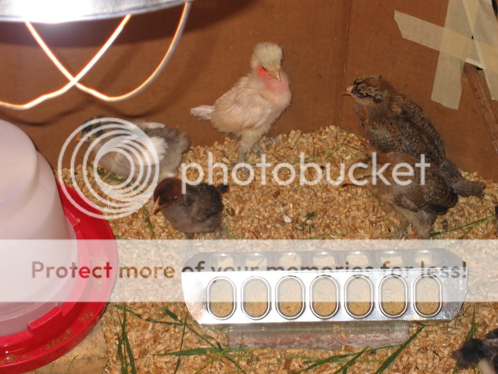 firstmealworms004.jpg