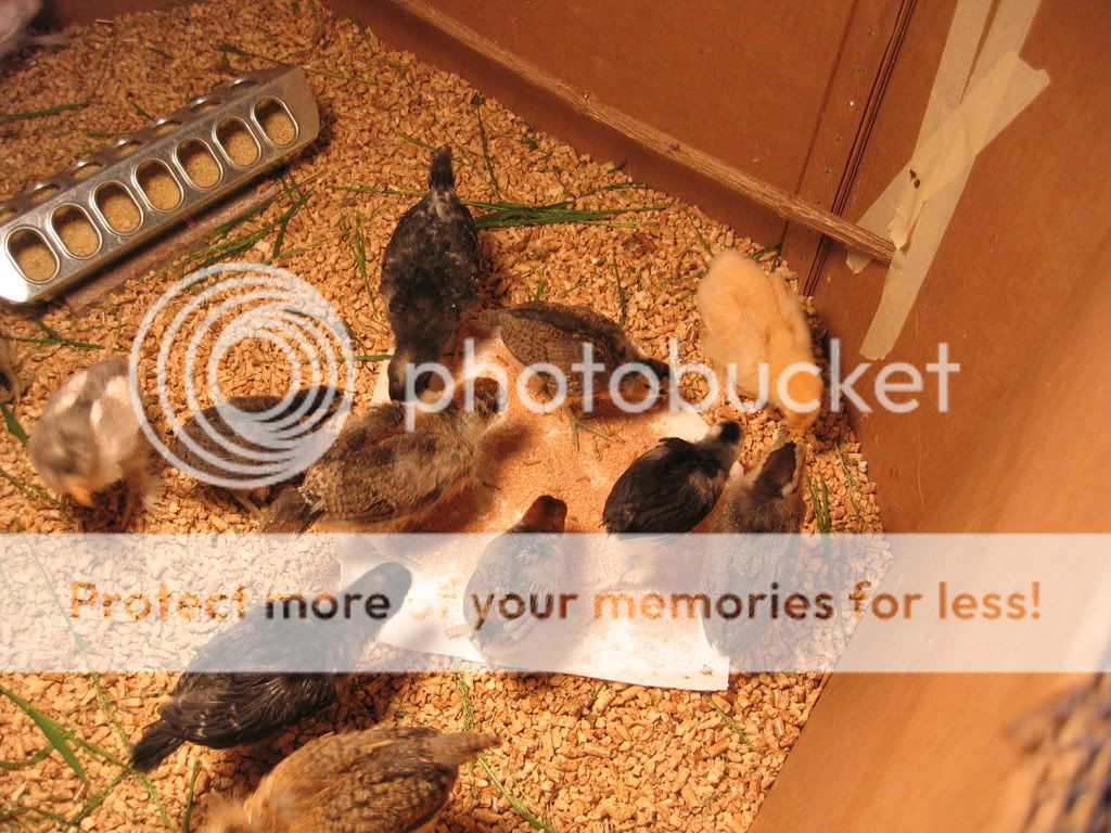 firstmealworms011.jpg