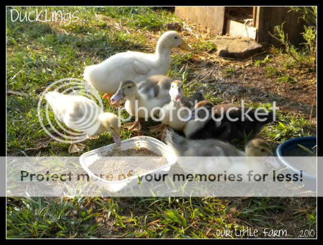 Ducklings91310.jpg