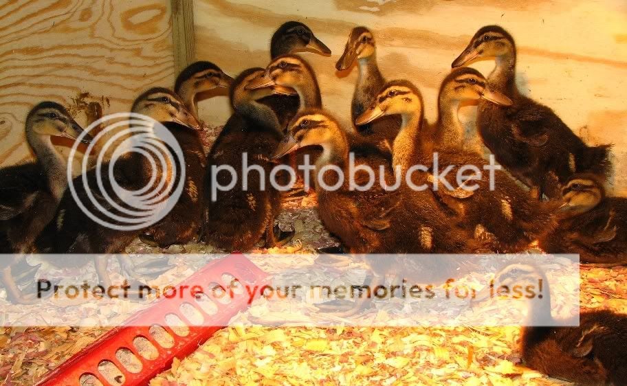 Ducklings3Wks1.jpg