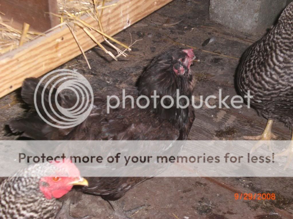 chickens023.jpg
