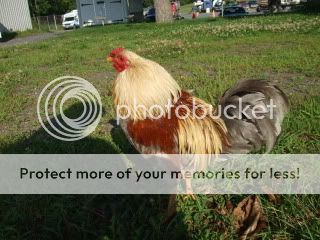chickens001.jpg