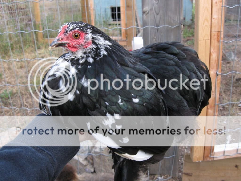 chickens001-1.jpg