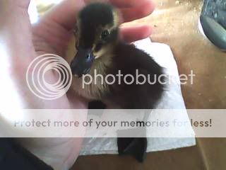 BlackDuckling2.jpg