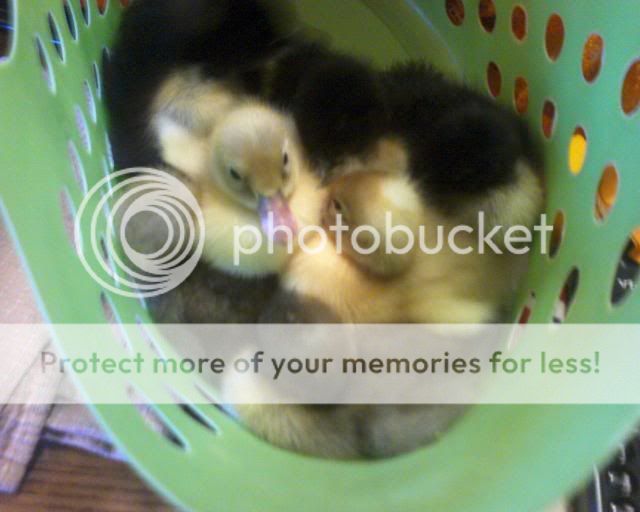 Ducklings_2010023.jpg