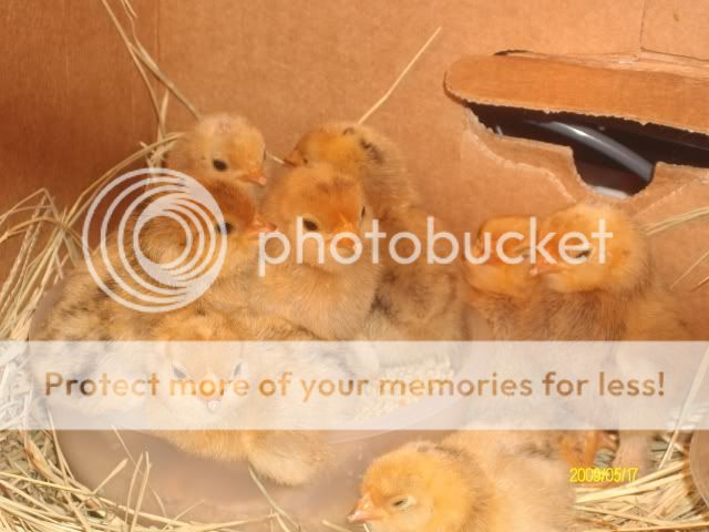 chicks003-1.jpg