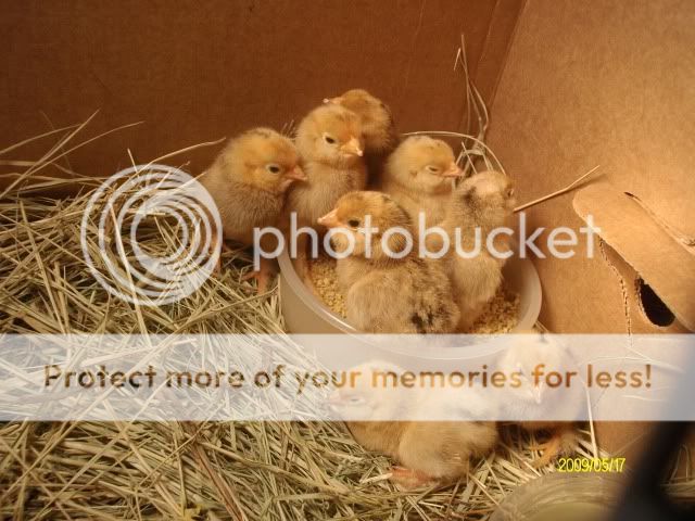 chicks009.jpg