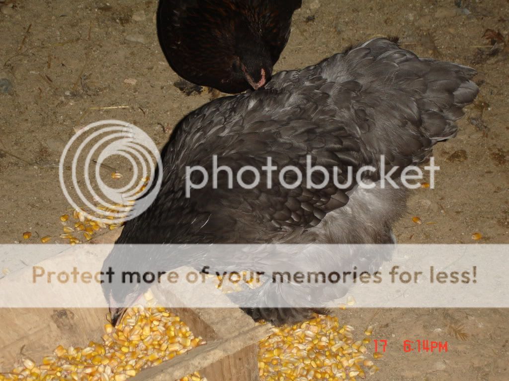 Chickens03172008068.jpg