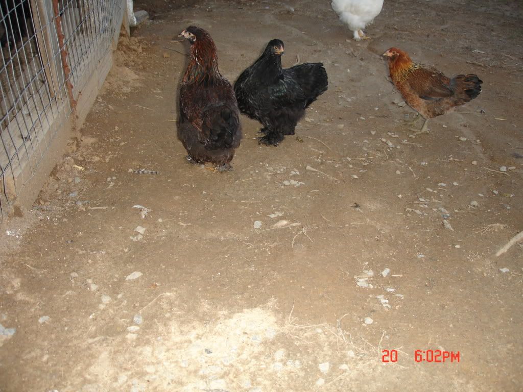 Chickens03202008187.jpg