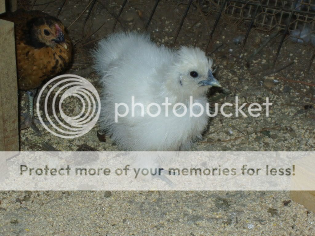 chickins018.jpg