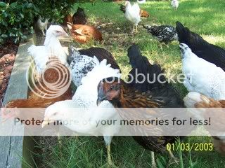 mychickens015.jpg