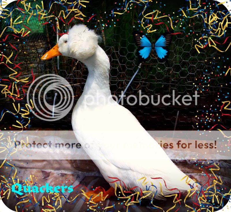 Quackers01.jpg