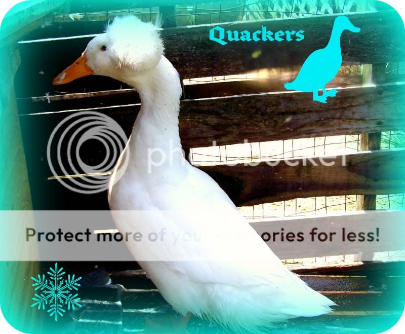 Quackers02.jpg