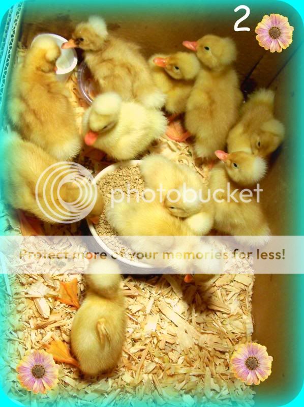 duckies02.jpg