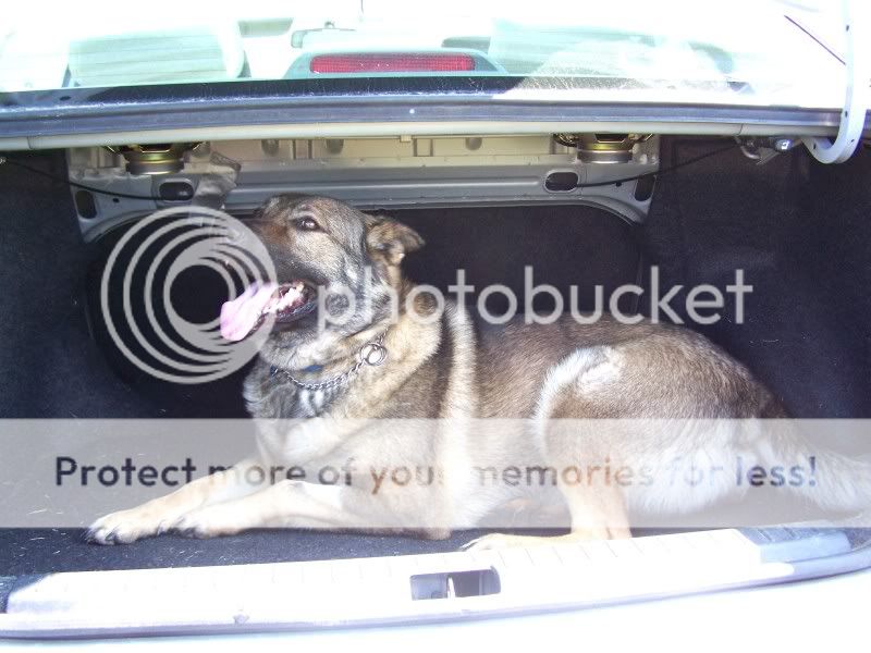 trunkmonkey1.jpg