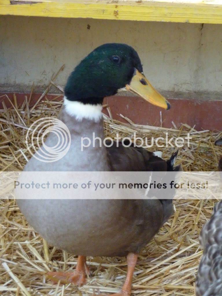 ducks003.jpg