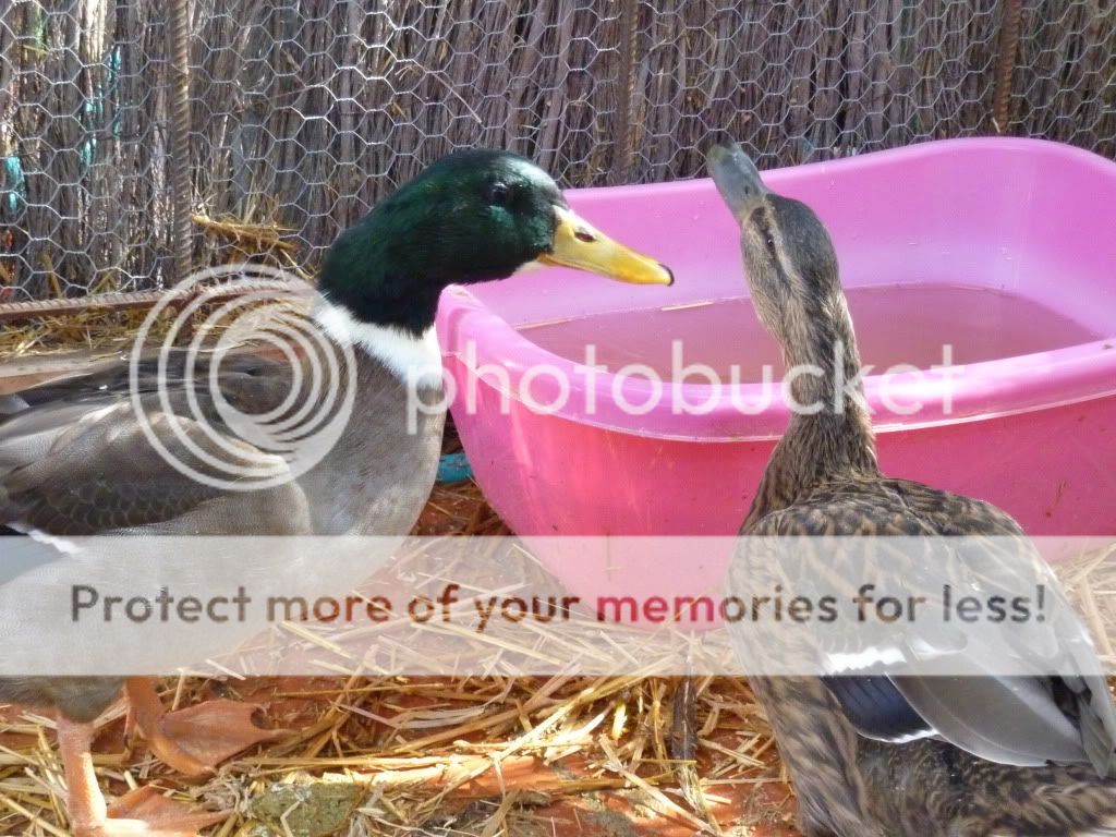 ducks012.jpg