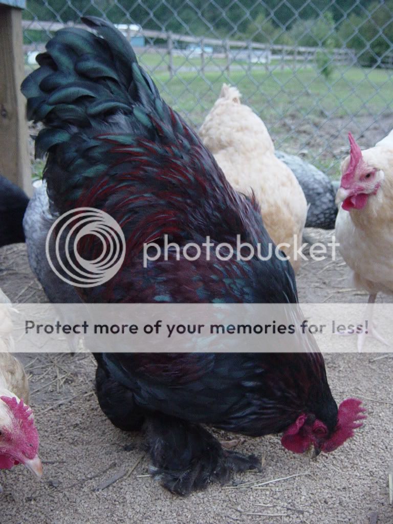 chickens027.jpg