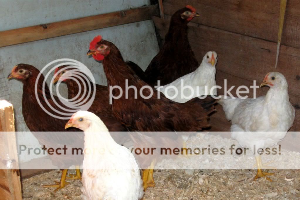 chickens073.jpg