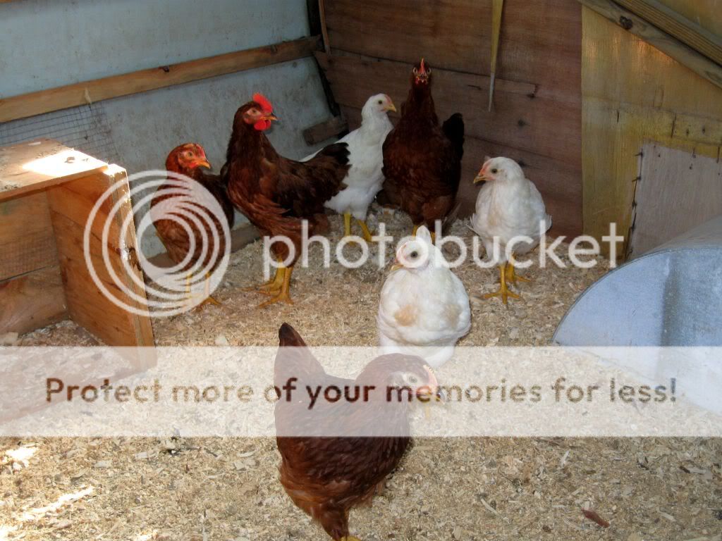 chickens076.jpg