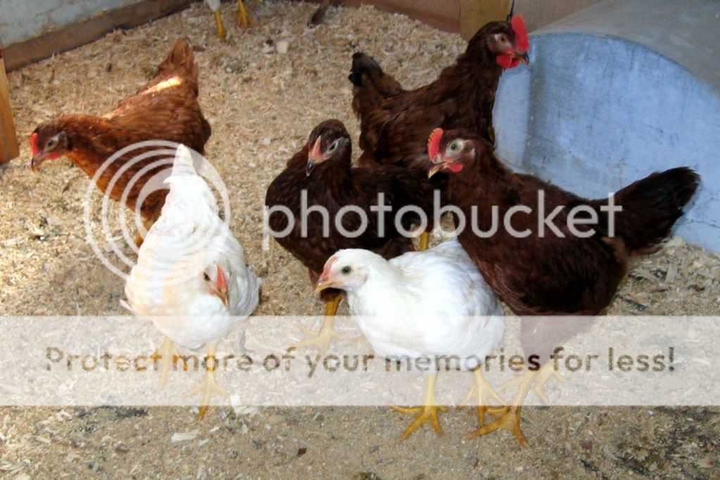 chickens078-1.jpg