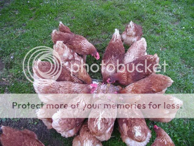 chickens726093.jpg