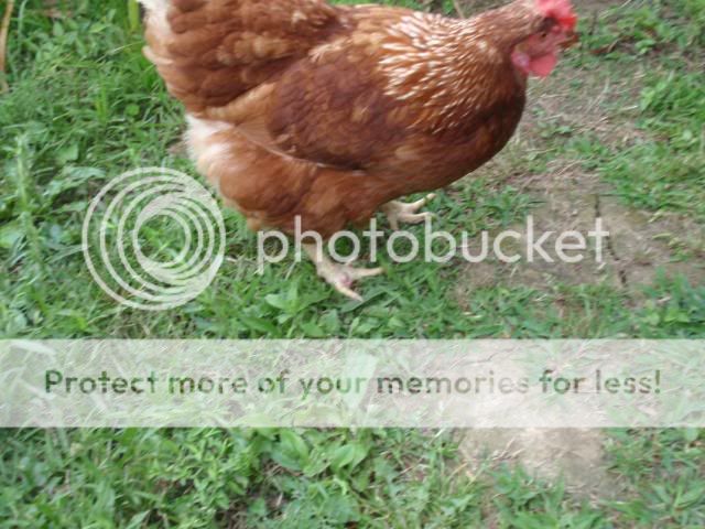 chickenwithswollenfoot.jpg