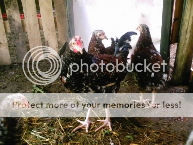 eggandchickens058.jpg