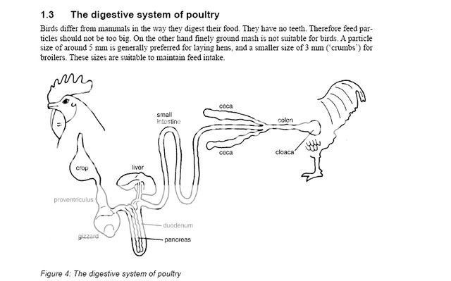 Digestivesystemofpoultry06.jpg