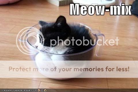 funny-pictures-kitten-mixing-bowl.jpg