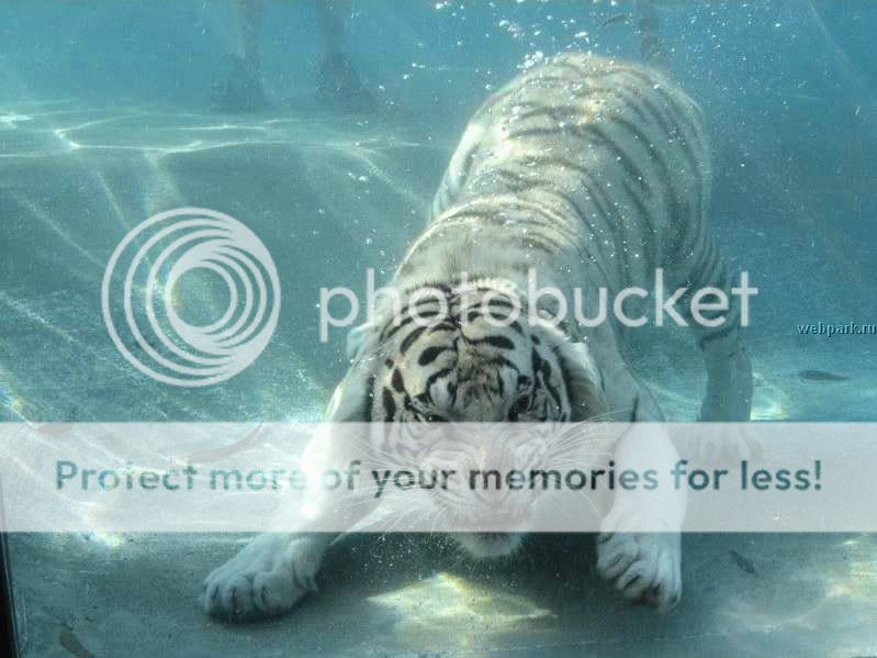 tiger-under_water_4.jpg